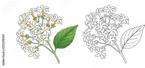 White Jasmine Flower Coloring Page