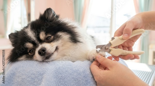 Carefully trimming the nails of a cheerful pomeranian dog in a warm and inviting grooming salon environment