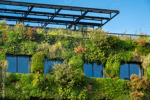 Windows and wall of green sustainable office building with facade covered with variety of plants	