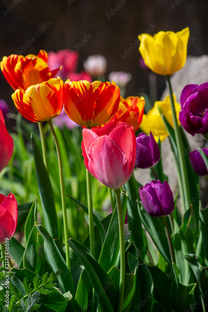 Obraz premium Colorful tulips Rembrandt Triumph and Darwin hybrid varieties blooming in spring garden