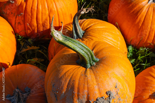 Cuadro en lienzo Pumpkin patch seasonal many pumpkins copy space background, backdrop holidays, t