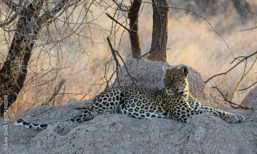 leopard resting on the tree