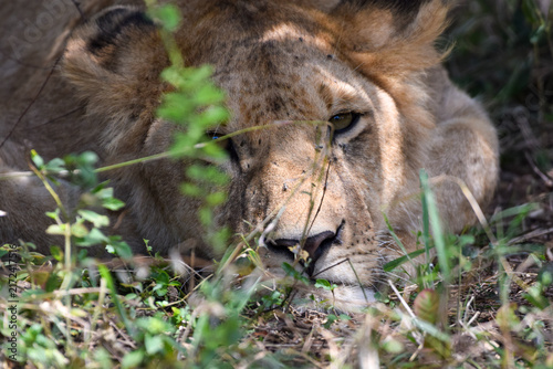 Canvas Print male lion cub