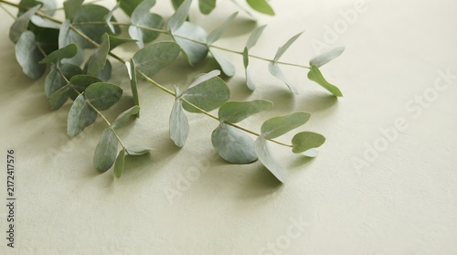 Fresh green eucalyptus branches rest elegantly upon a textured pale sage paper surface capturing soft natural light in minimalist style
