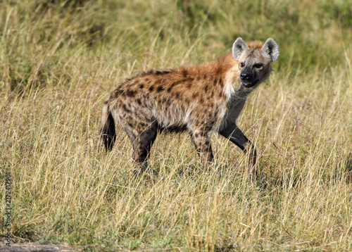 Foto hyena in maasai mara