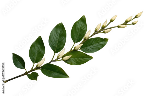 Fresh leafy branch with pale unopened flower buds