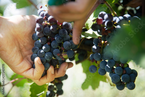 Organic Italian harvest. Farmer's hands picking grapes in the vineyard for wine production