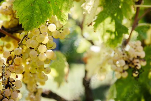 A bunch of white grapes hanging on the vine ready for harvest in the Italian countryside