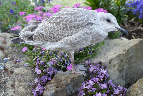 Foto A fledgling herring gull, a few weeks old and not quite flying yet, standing on a rockery in a garden