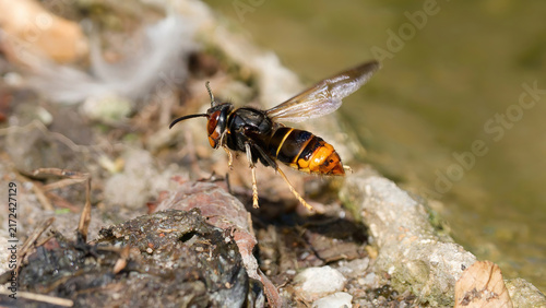 un frelon asiatique (Vespa velutina) en vol et en gros plan