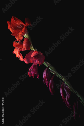 фотографія Red gladiolus stem with vibrant blooming flowers and wilting buds on black backg