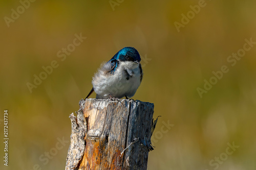 Canvas Print Tree Swallow perched on fencepost Stanley Idaho
