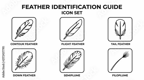 Feather types are organized in this structured diagram providing a comprehensive visual reference for biological identification.