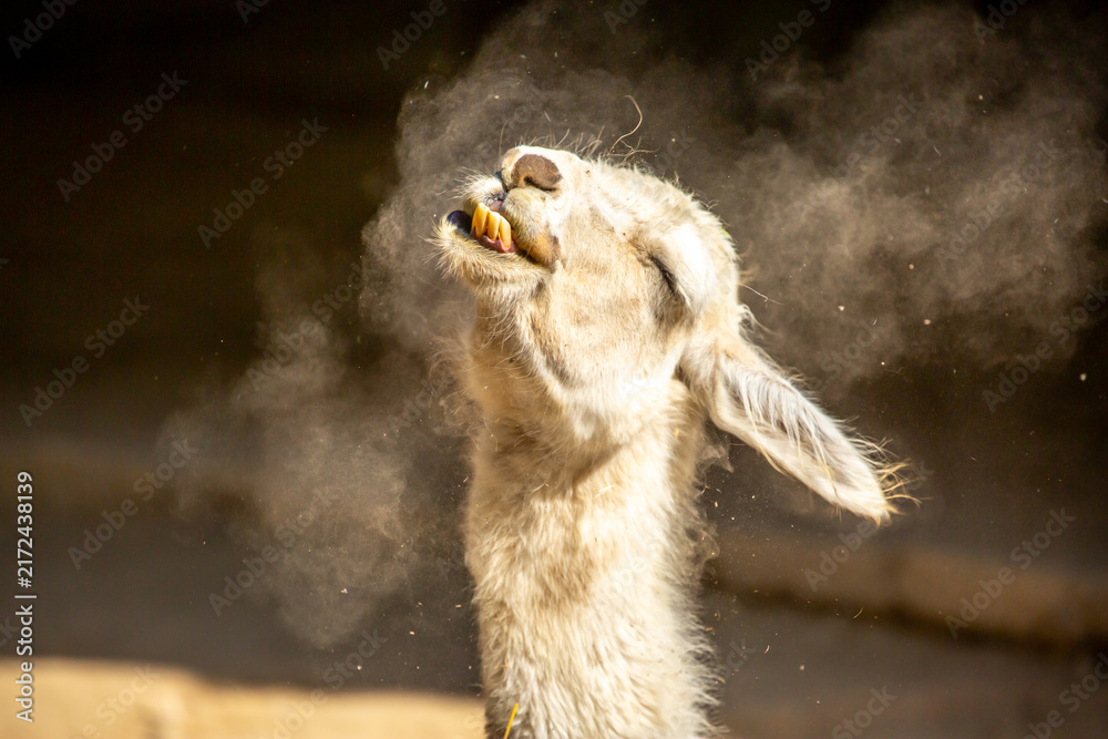 Fototapeta premium Llama close-up. Portrait of a light-colored llama.