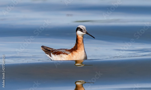 Obraz na plátně A Wilson's Phalarope sandpiper in softly undulating lake waters at Cherry Creek State Park in Colorado