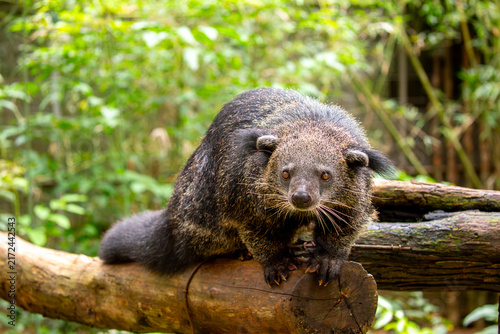 Canvastavla A wild binturong resting on a log