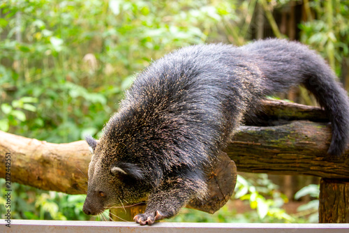 Fotografie A wild binturong resting on a log