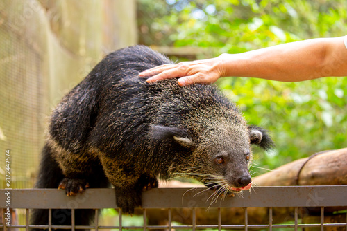 Картината върху платно A wild binturong resting on a log