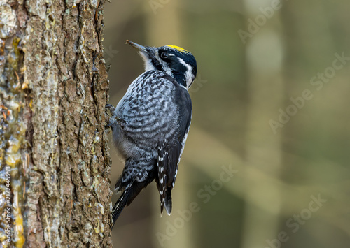 Three toed woodpecker perching on a pine tree in Bialowieza Forest