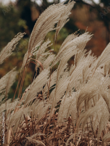 Obraz na plátne soft pampas grass swaying in autumn breeze