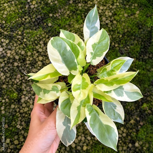 Cream and Green Variegated Ornamental Plant in Pot