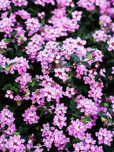 Abundant Pink Lantana Flowers Blooming in Garden