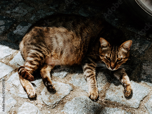 Pregnant Stray Cat Resting on the Street