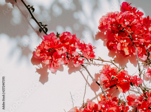 Red Bougainvillea Flowers on White Wall