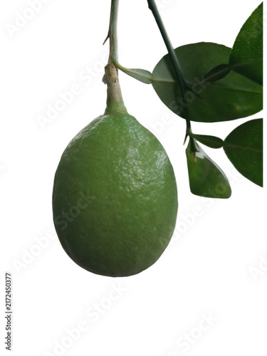 Foto One fresh green lime hanging on a branch with leaves
