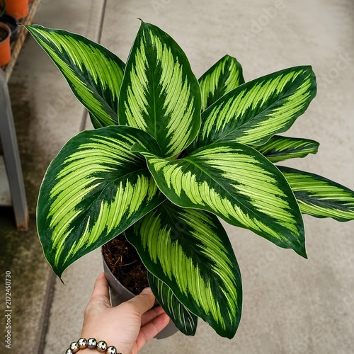 Green Variegated Tropical Houseplant with Striped Leaves in Pot