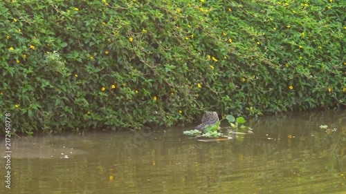 Water monitor lizard swims in a canal alongside lush green foliage with yellow flowers. Reptile wildlife in tropical park on sunny day.