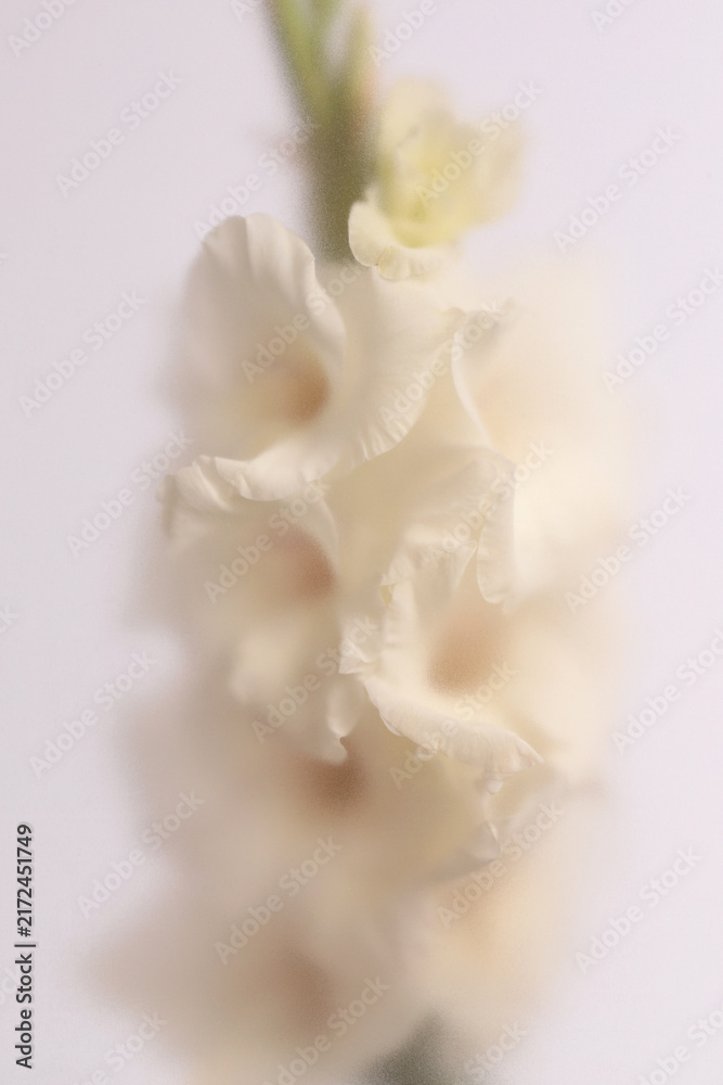 Naklejka premium Smoke selected soft focus cream beige white Gladiolus Flower through translucent matte frosted glass. Abstract natural blurred grain light fog background.