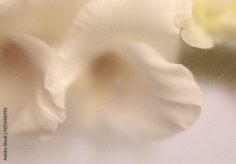 Naklejka premium Smoke selected soft focus cream beige white Gladiolus Flower through translucent matte frosted glass. Abstract natural blurred grain light fog background.