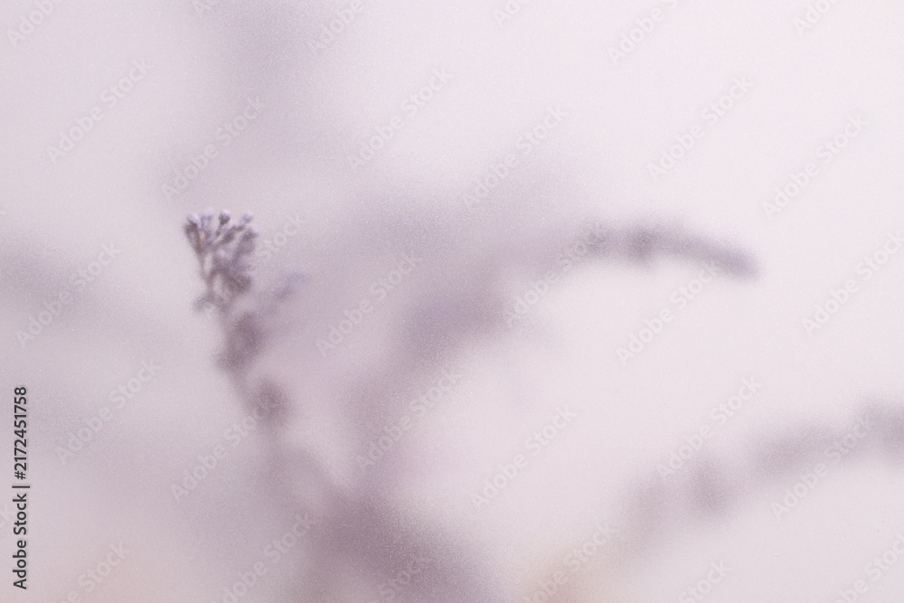 Naklejka premium Smoke selected soft focus cream Dry Flower branch through translucent matte frosted glass. Abstract natural blurred grain light fog background.