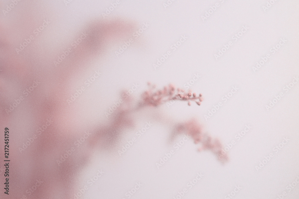 Naklejka premium Smoke selected soft focus cream Dry Flower branch through translucent matte frosted glass. Abstract natural blurred grain light fog background.