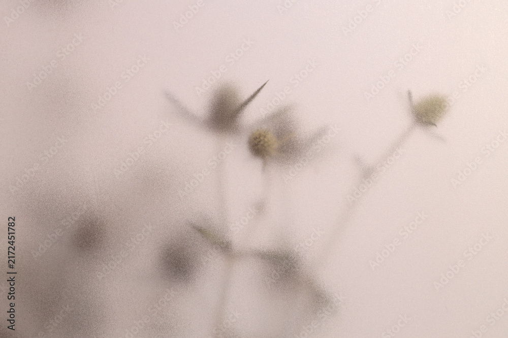 Naklejka premium Smoke selected soft focus beige thorn Dry Flower through translucent matte frosted glass. Abstract natural blurred grain light fog background.