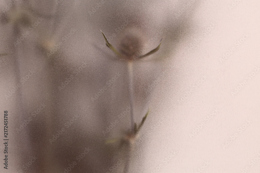Naklejka premium Smoke selected soft focus beige thorn Dry Flower through translucent matte frosted glass. Abstract natural blurred grain light fog background.