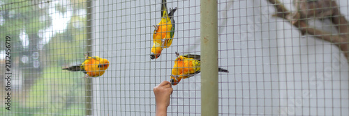 Cuadro en lienzo Child hand feeding sun conure parrots hanging on wire fence in zoo aviary