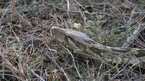 Indian Rock Python raising head through dry scrub grass