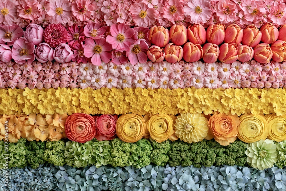 Rainbow flower wall arrangement background vibrant floral pattern flat lay