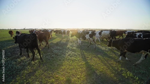 A varied herd of cattle leaves the grazing area and makes its way toward the farm beneath low evening sun, creating a warm rural scene with glowing backlight and natural livestock behavior.