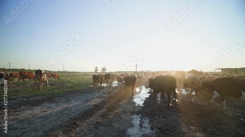 Brown, black, white, and spotted cows move together across a rural field after grazing time, illuminated by low golden sunlight on their way back to the farm.
