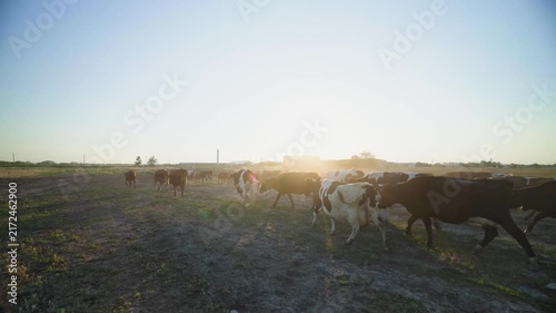 A colorful herd of dairy cows walks home from the pasture as warm evening sunlight shines across the countryside, capturing rural farm life, livestock movement, and peaceful golden hour scenery.