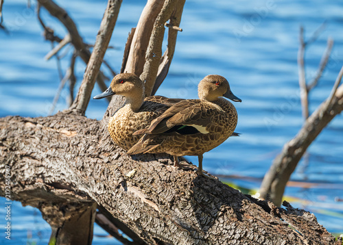 A Pair of Grey Teal Resting on a Log