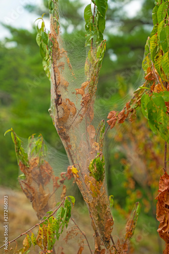 A Tent Caterpillar Nest on a Small Tree