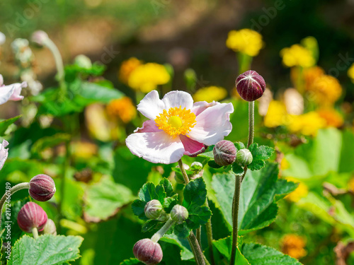 Cuadro en lienzo Anémones du Japon - Anemone hupehensis