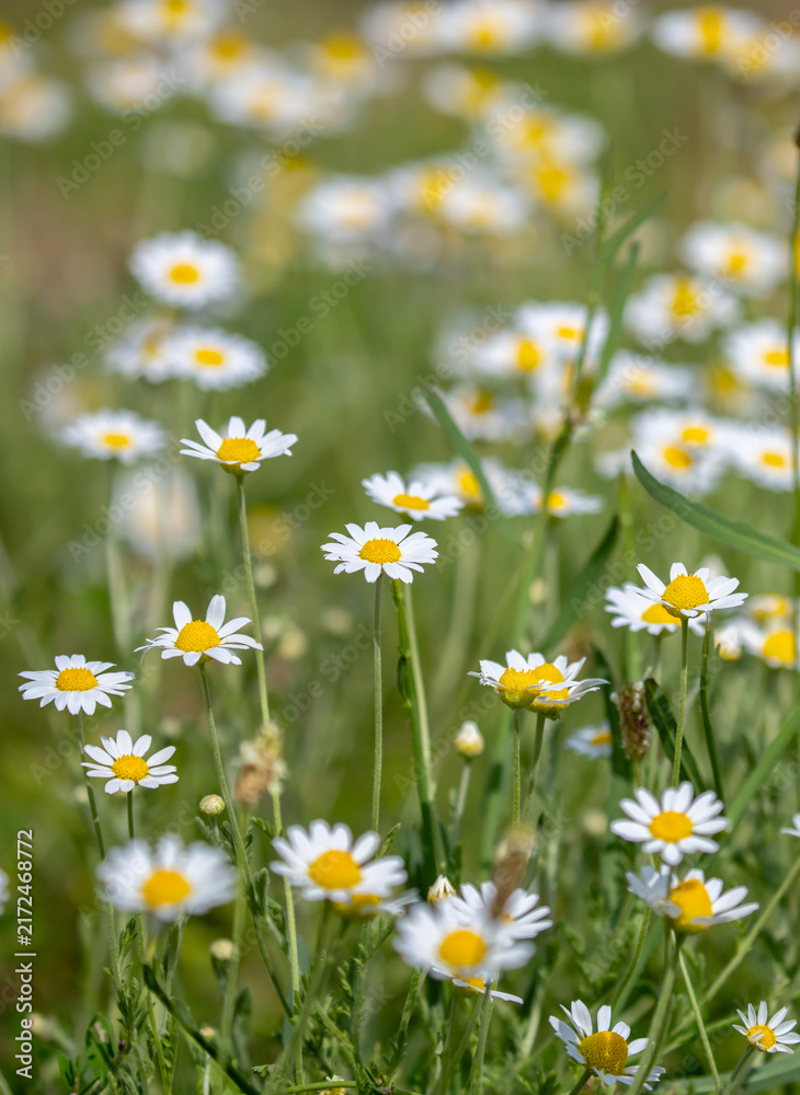Fototapeta premium Close-up of small chamomile flower bushes. Pharmaceutical chamomile flowers growing in nature. Medicinal plant