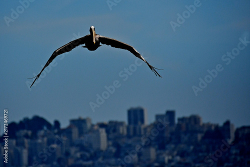 Head-on shot of Brown Pelican with San Francisco skyline in background 