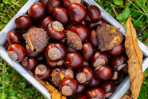 Smooth brown chestnuts with glossy shells fill rustic wooden container in outdoor autumn background. Concept of abundance of the fall harvest and connection with nature