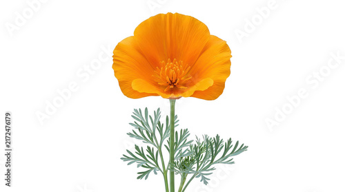 Orange Poppy Flower Photo Isolated on Black Background
